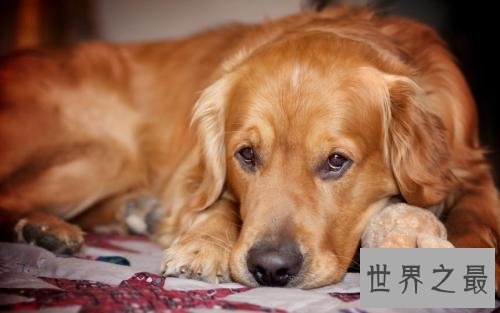 世界十大最聪明的狗 给它一个眼神就能明白你的意思