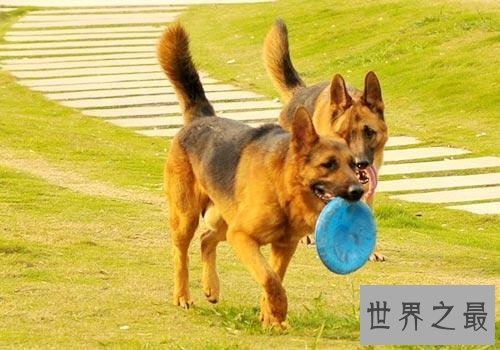 世界十大最聪明的狗 给它一个眼神就能明白你的意思