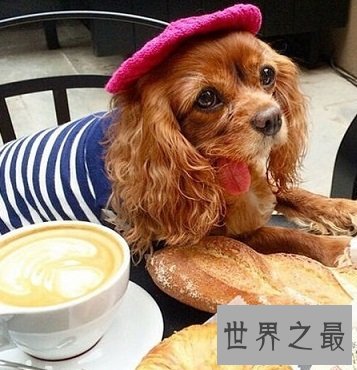体型小外表优雅美丽的查理士王小猎犬是怎样的