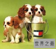 体型小外表优雅美丽的查理士王小猎犬是怎样的