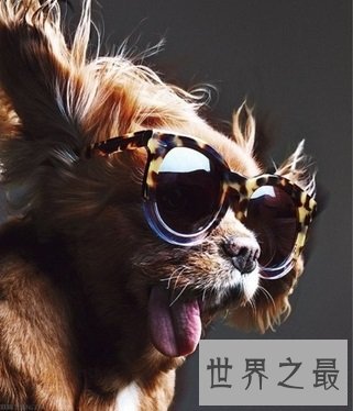 体型小外表优雅美丽的查理士王小猎犬是怎样的