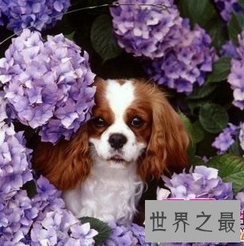 体型小外表优雅美丽的查理士王小猎犬是怎样的
