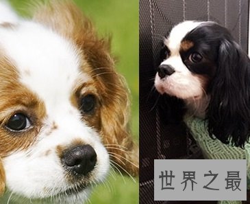 体型小外表优雅美丽的查理士王小猎犬是怎样的