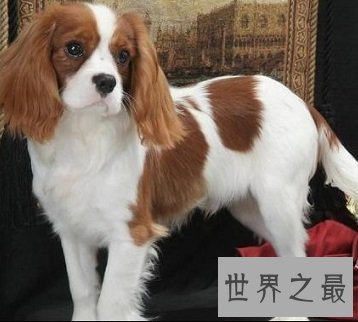 体型小外表优雅美丽的查理士王小猎犬是怎样的