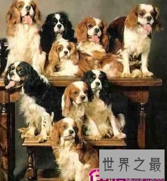 体型小外表优雅美丽的查理士王小猎犬是怎样的