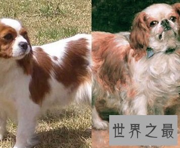 体型小外表优雅美丽的查理士王小猎犬是怎样的