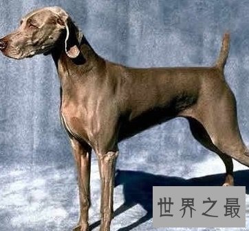 有头脑有速度的优雅贵族威玛猎犬是什么样的