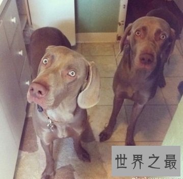 有头脑有速度的优雅贵族威玛猎犬是什么样的