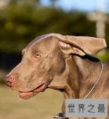 有头脑有速度的优雅贵族威玛猎犬是什么样的