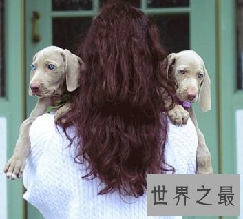 有头脑有速度的优雅贵族威玛猎犬是什么样的