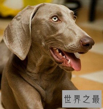有头脑有速度的优雅贵族威玛猎犬是什么样的