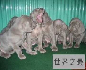 有头脑有速度的优雅贵族威玛猎犬是什么样的