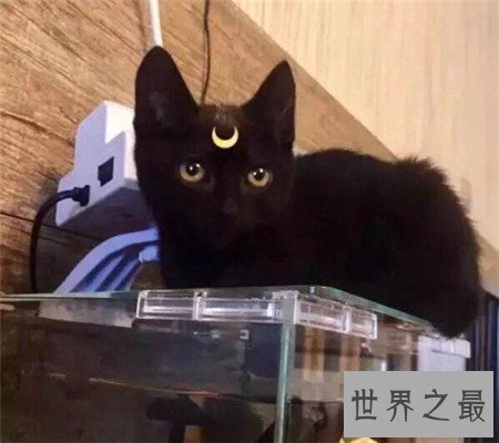 孟买猫都是黑色的吗？平时养它的时候要注意哪些问题呢？