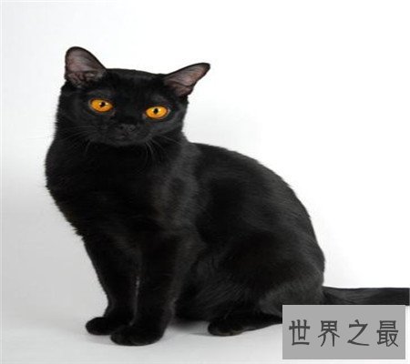 孟买猫都是黑色的吗？平时养它的时候要注意哪些问题呢？