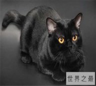 孟买猫都是黑色的吗？平时养它的时候要注意哪些问题呢？