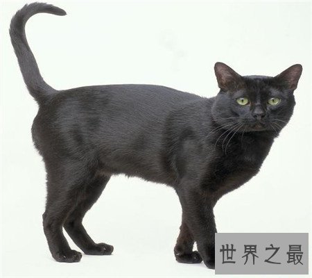 孟买猫都是黑色的吗？平时养它的时候要注意哪些问题呢？