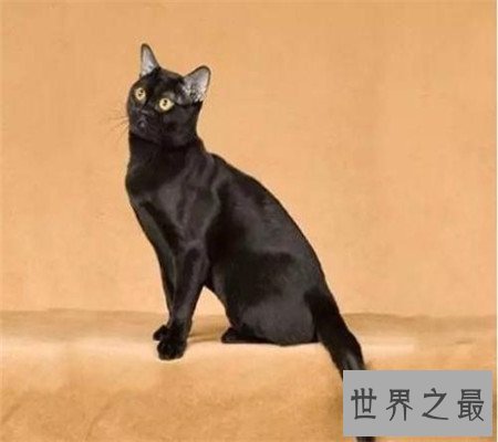 孟买猫都是黑色的吗？平时养它的时候要注意哪些问题呢？