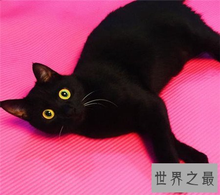 孟买猫都是黑色的吗？平时养它的时候要注意哪些问题呢？