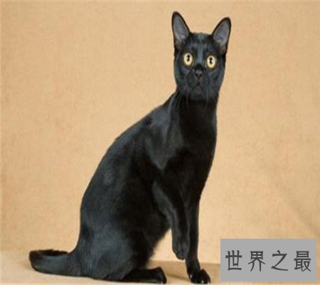 孟买猫都是黑色的吗？平时养它的时候要注意哪些问题呢？