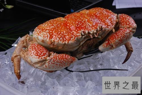 世界最大的螃蟹皇帝蟹 怎么吃好吃是个问题