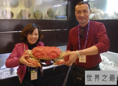 世界最大的螃蟹皇帝蟹 怎么吃好吃是个问题