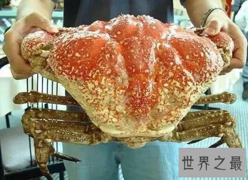 世界最大的螃蟹皇帝蟹 怎么吃好吃是个问题