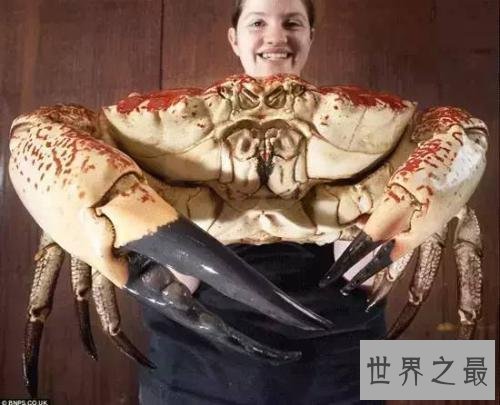 世界最大的螃蟹皇帝蟹 怎么吃好吃是个问题