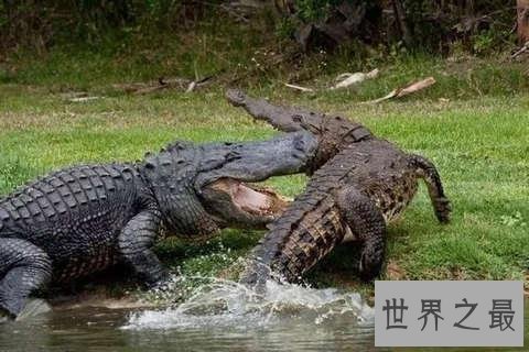 十大世界上最大的鳄鱼 排名第一的曾经吃掉四千日本士兵