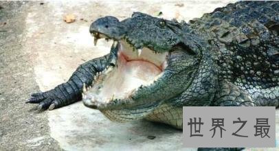 十大世界上最大的鳄鱼 排名第一的曾经吃掉四千日本士兵