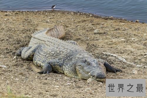 十大世界上最大的鳄鱼 排名第一的曾经吃掉四千日本士兵