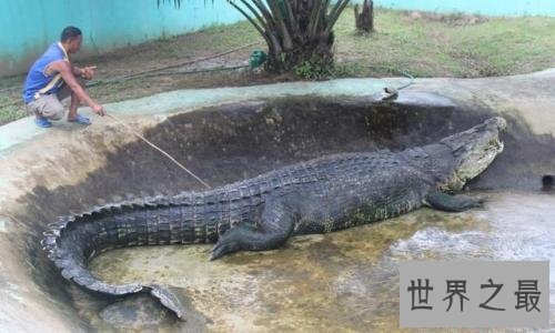 十大世界上最大的鳄鱼 排名第一的曾经吃掉四千日本士兵