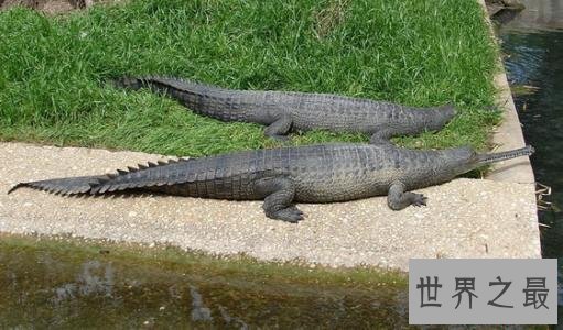 十大世界上最大的鳄鱼 排名第一的曾经吃掉四千日本士兵