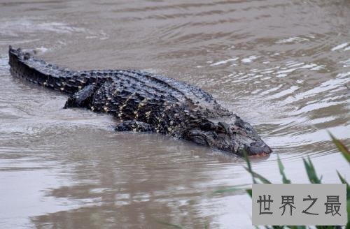 十大世界上最大的鳄鱼 排名第一的曾经吃掉四千日本士兵