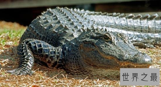 十大世界上最大的鳄鱼 排名第一的曾经吃掉四千日本士兵