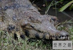 十大世界上最大的鳄鱼 排名第一的曾经吃掉四千日本士兵