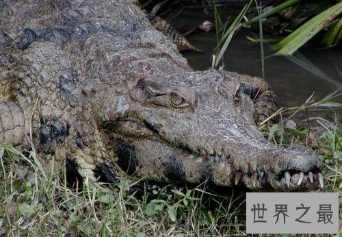 十大世界上最大的鳄鱼 排名第一的曾经吃掉四千日本士兵