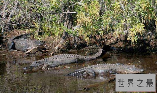 世界上最大的鳄鱼－湾鳄，被人工养殖的濒危动物