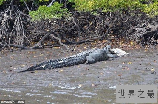 世界上最大的鳄鱼－湾鳄，被人工养殖的濒危动物