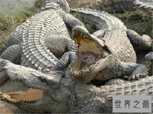 世界上最大的鳄鱼－湾鳄，被人工养殖的濒危动物