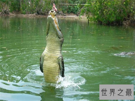 世界上最大的鳄鱼－湾鳄，被人工养殖的濒危动物