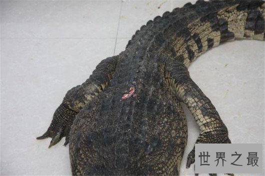 世界上最大的鳄鱼－湾鳄，被人工养殖的濒危动物