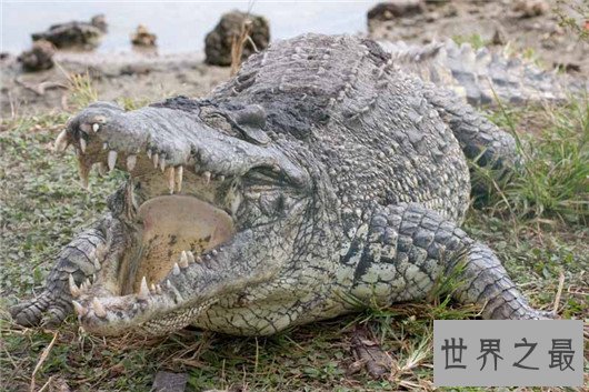 世界上最大的鳄鱼－湾鳄，被人工养殖的濒危动物