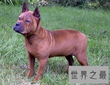 看似憨厚笨重实则机灵敏捷的川东猎犬是什么样的