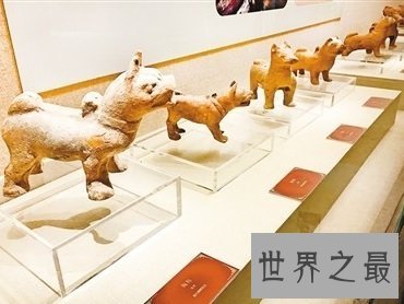 看似憨厚笨重实则机灵敏捷的川东猎犬是什么样的