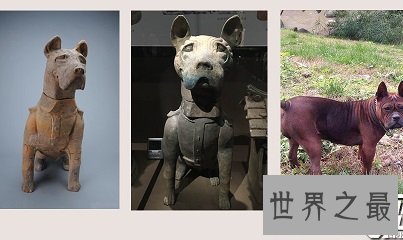 看似憨厚笨重实则机灵敏捷的川东猎犬是什么样的