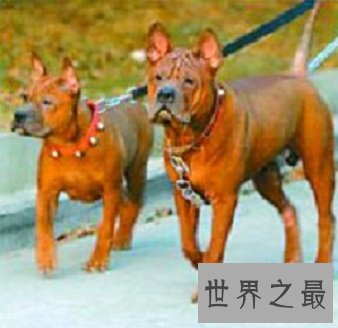 看似憨厚笨重实则机灵敏捷的川东猎犬是什么样的