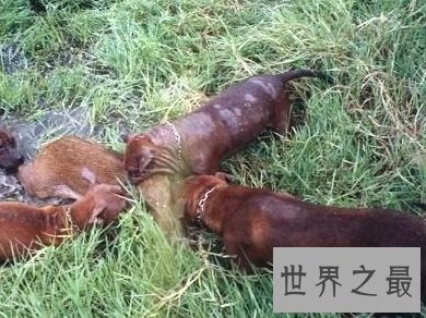 看似憨厚笨重实则机灵敏捷的川东猎犬是什么样的