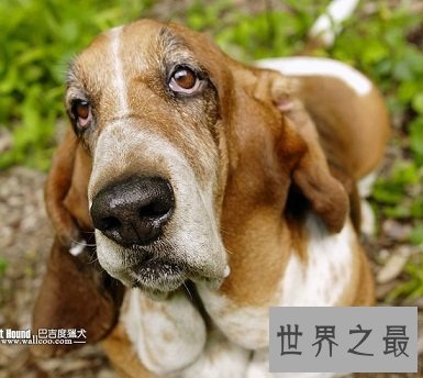 有违它呆萌可爱外表 极度凶猛猎犬巴吉度猎犬