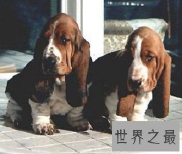 有违它呆萌可爱外表 极度凶猛猎犬巴吉度猎犬