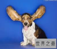 有违它呆萌可爱外表 极度凶猛猎犬巴吉度猎犬